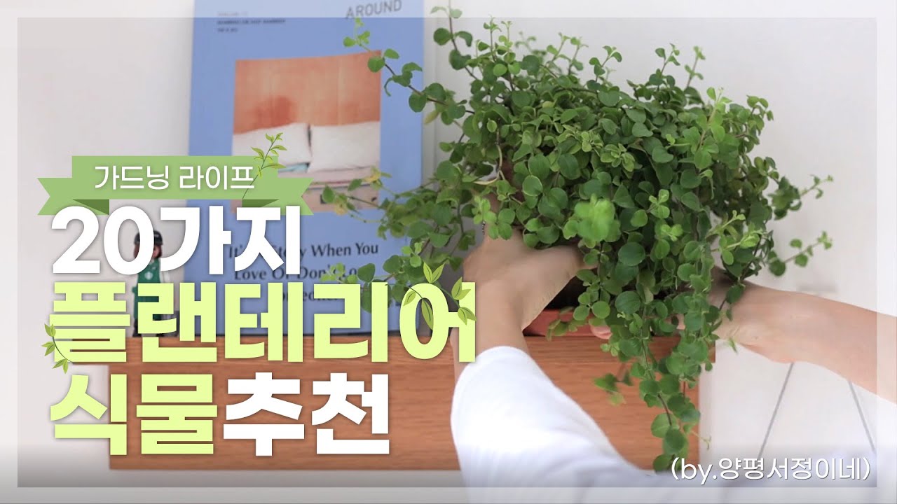 [#가드닝라이프]  20가지 플랜테리어 식물 추천🌿(by.양평서정이네)