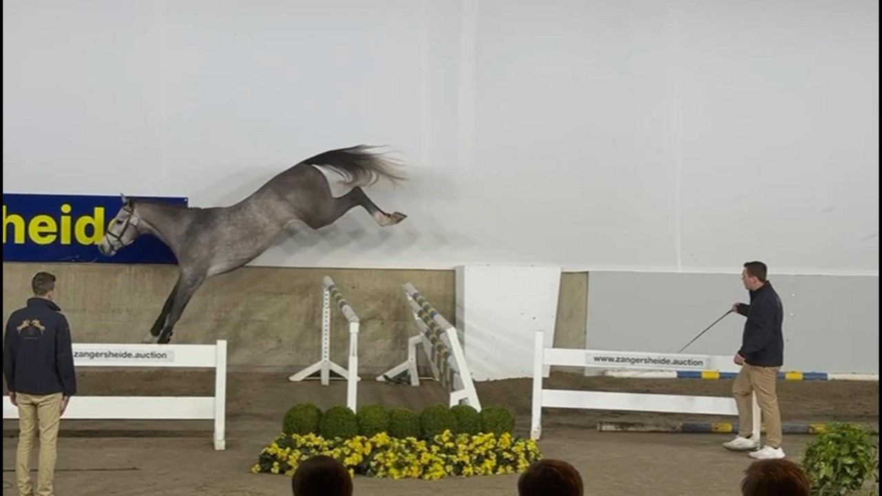 Like Luigi KR Z (Luigi d'Eclipse - Nixon van't Meulenhof), Zangersheide Approved!