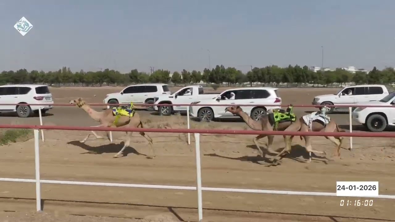 فيديو ميدان السد 24.01.2026 يوم السبت شارة صندوق السد 