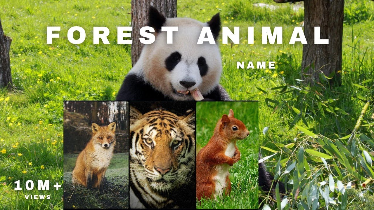 Forest Animals Name | Learn Wild Animal Names for Kids!