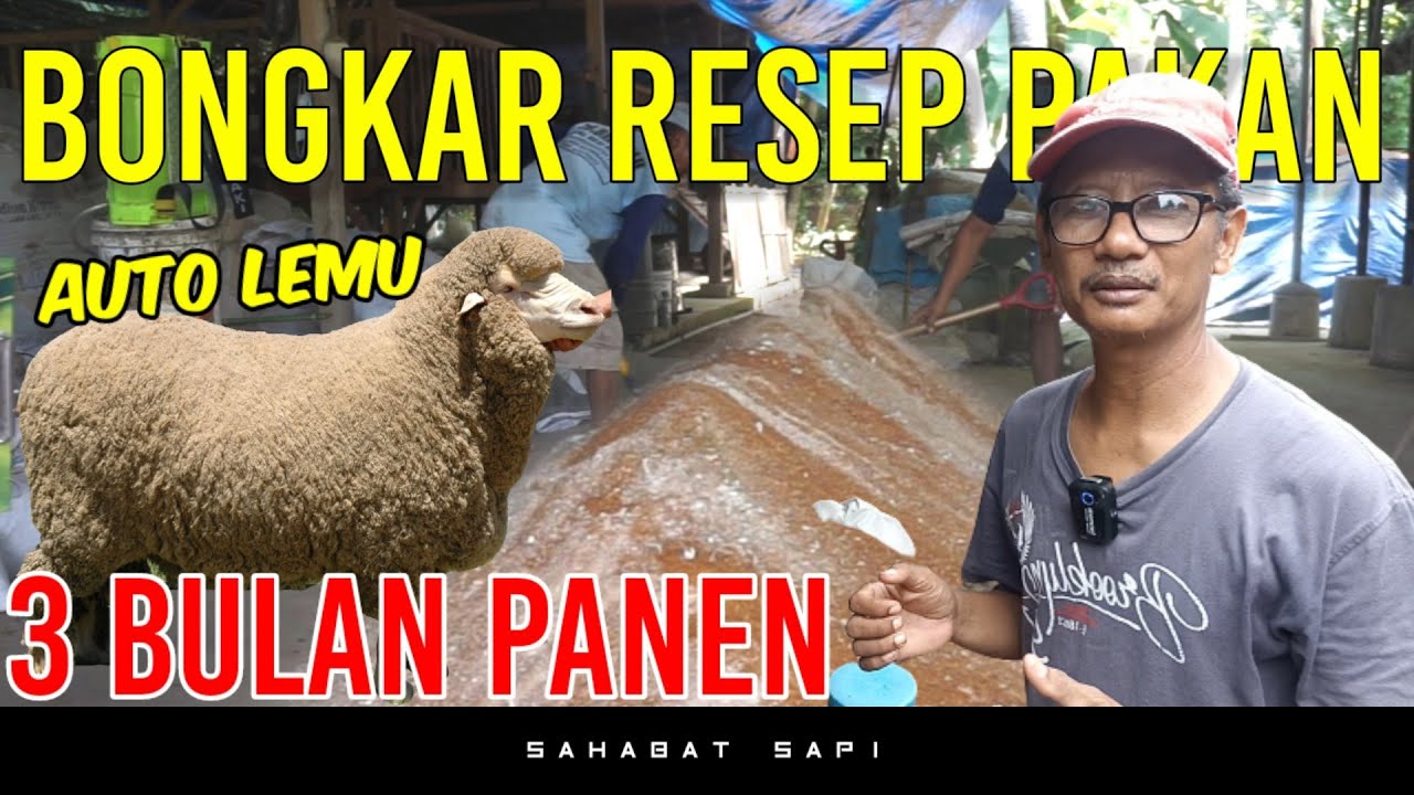 RESEP PAKAN DOMBA 3 BULAN PANEN BISA TERNAK TANPA NGARIT TANPA ANGON