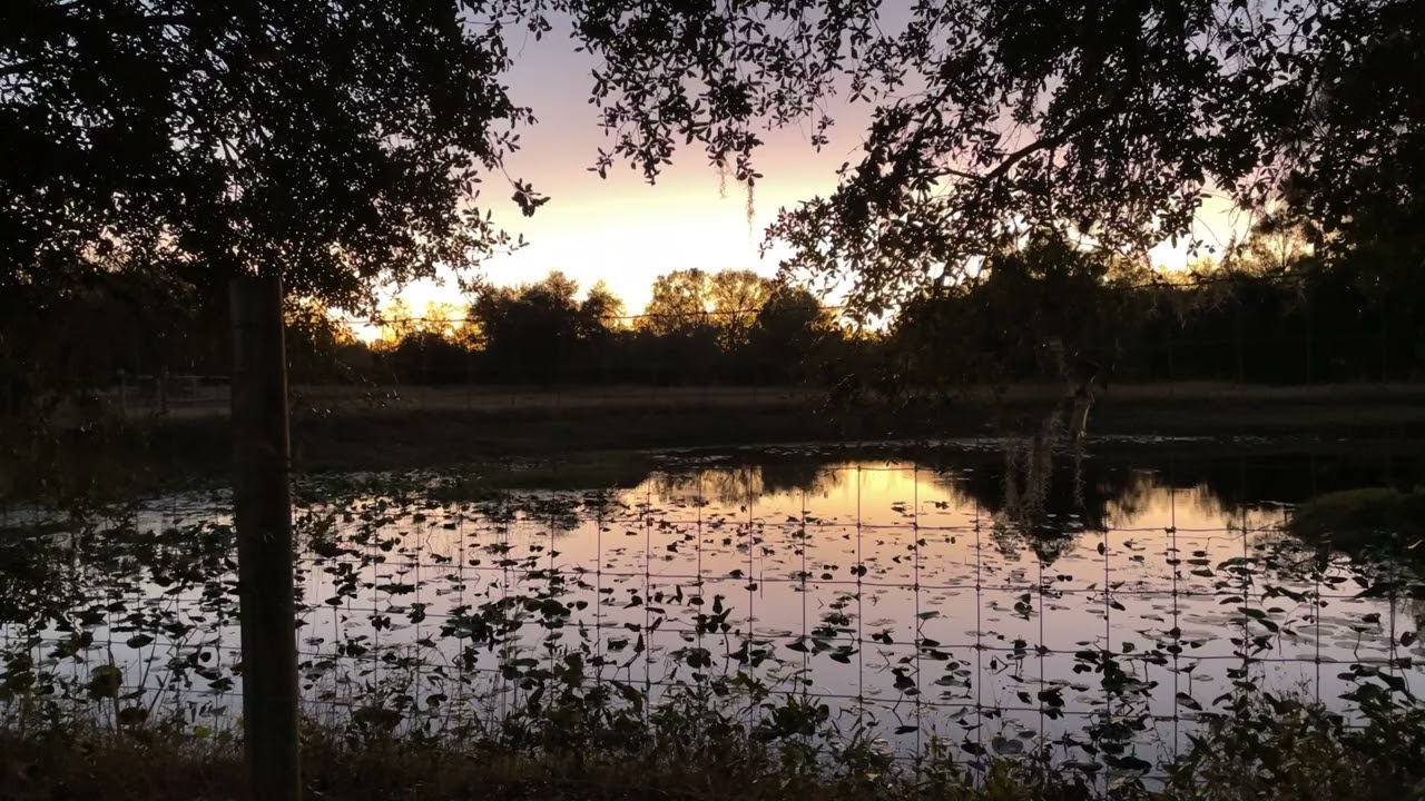 A beautiful view of a South Florida sunset over a pond! 