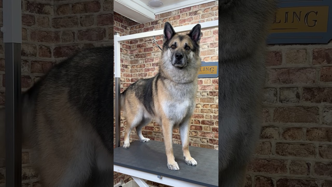 Zero the Wolf Dog Cross 🐾 #wolfdog #gsd #doggrooming