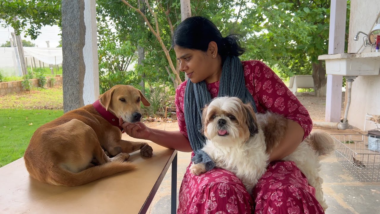 వాటి ప్రేమ అనిర్వచనీయం 🐶🦜|ప్రకృతి జీవనం|BLikeBindu