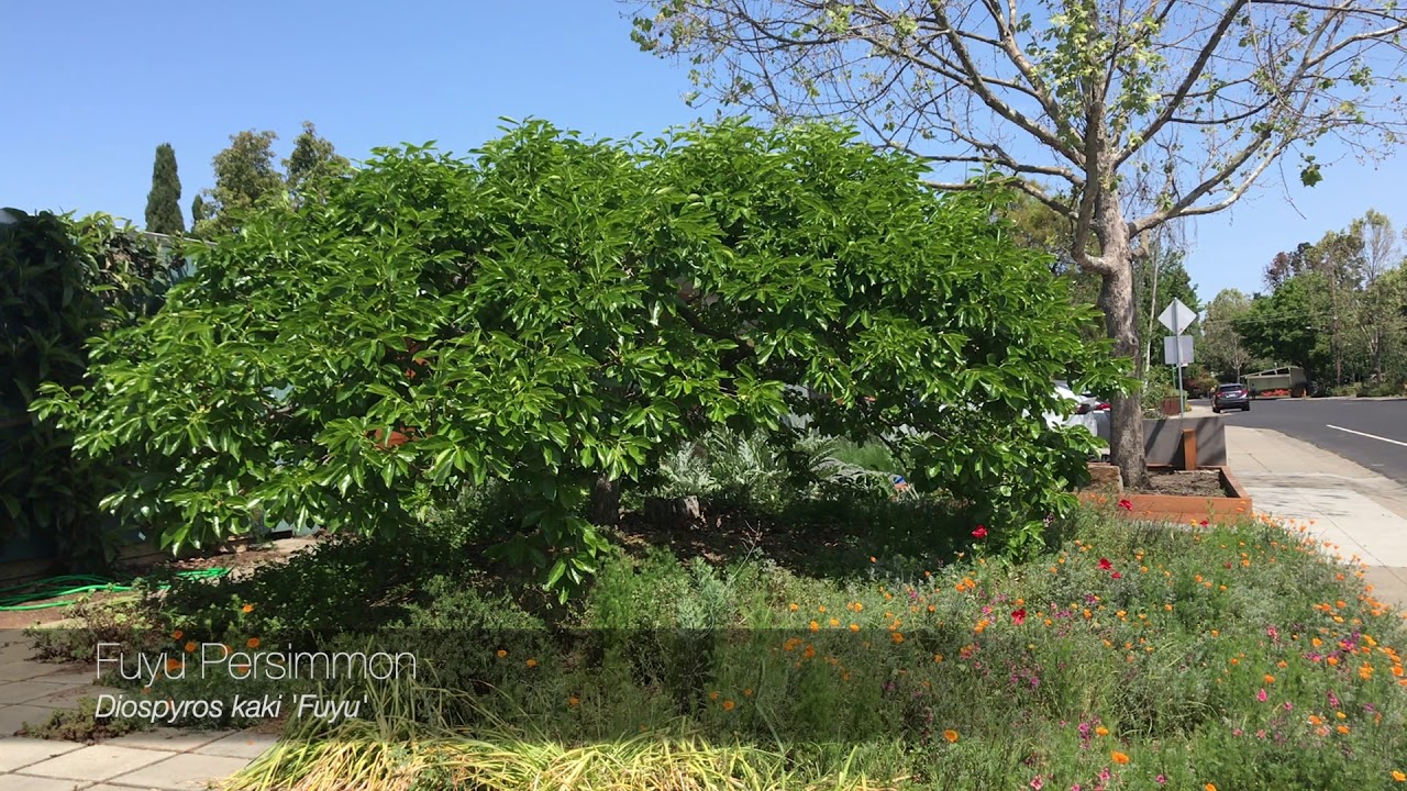 Intro to the Palo Verde Tree Walk
