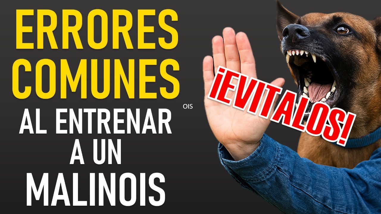 5 errores que destruyen el entrenamiento de tu Malinois (y c&oacute;mo corregirlos)