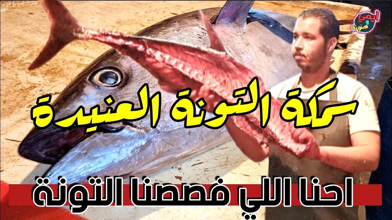 فن تقطيع وسلخ اكبر اسماك التونه العنيدة وتقطيعها فيليه وإعدادها للطهي  Fish Filleting bluefin tuna