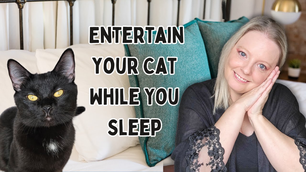 How To Entertain Your Cats While You Sleep