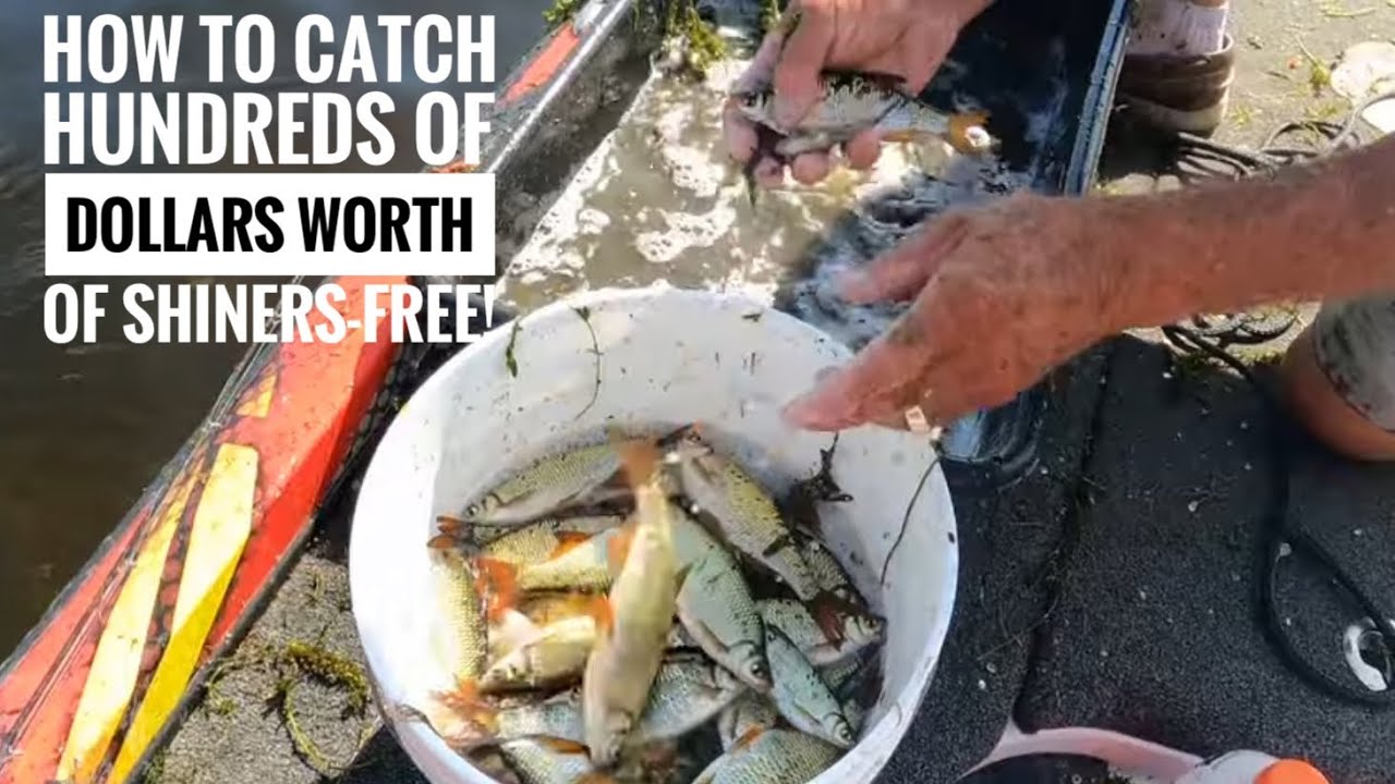 How I catch shiners-Free