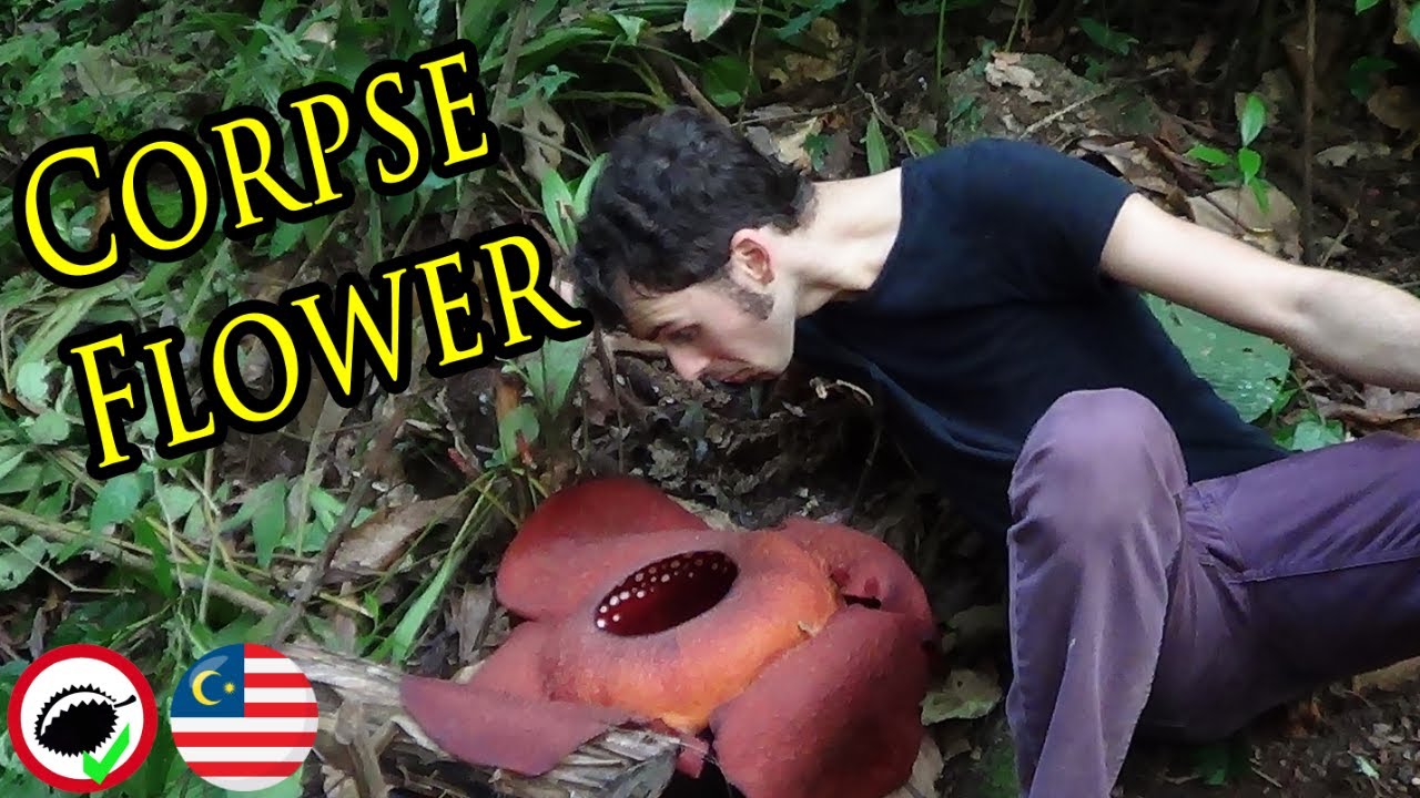 The World's Largest Flower - The Most AMAZING PLANTS in the WORLD!