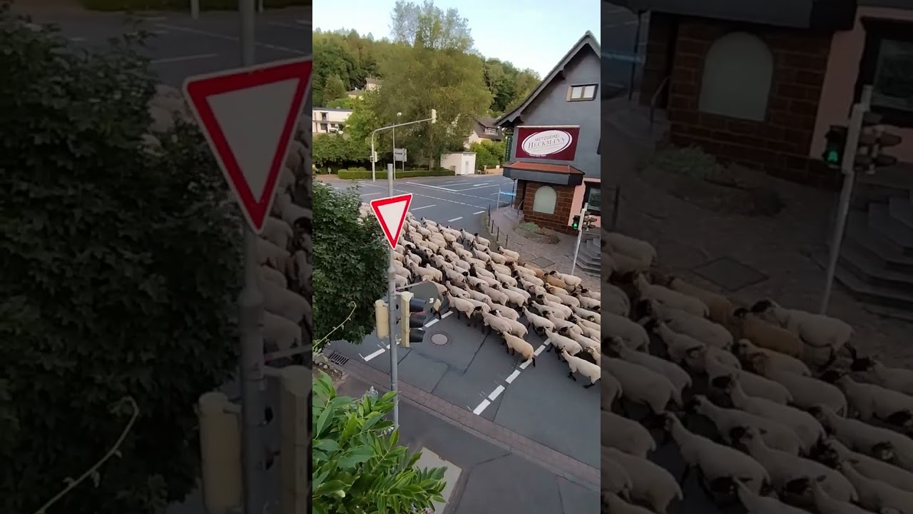 Mümling-Grumbach'ın koyunları🐑🐏🐑🐏