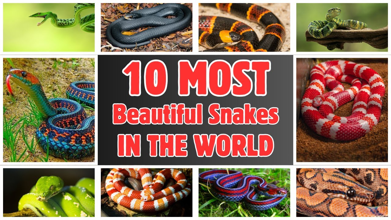 10 самых красивых змей в мире 🐍 | Потрясающие и красочные виды змей