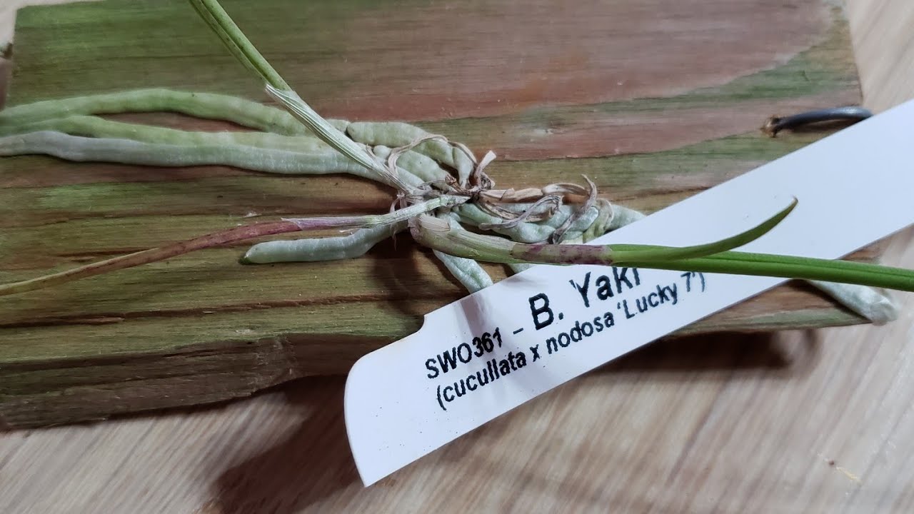 UNBOXING ORCHUDS FROM SPRINGWATER ORCHIDS. HAPPY!
