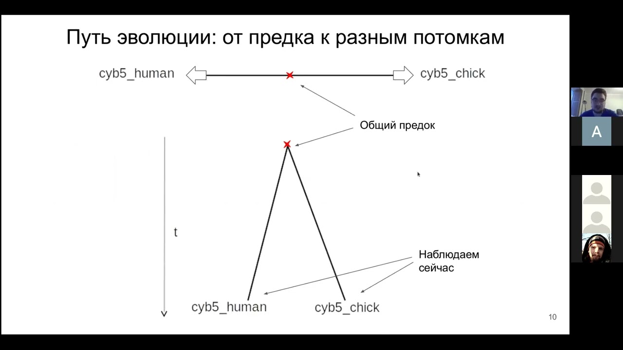 Андрей Сигорских (ФББ МГУ) «Молекулярная филогенетика: crash-course»