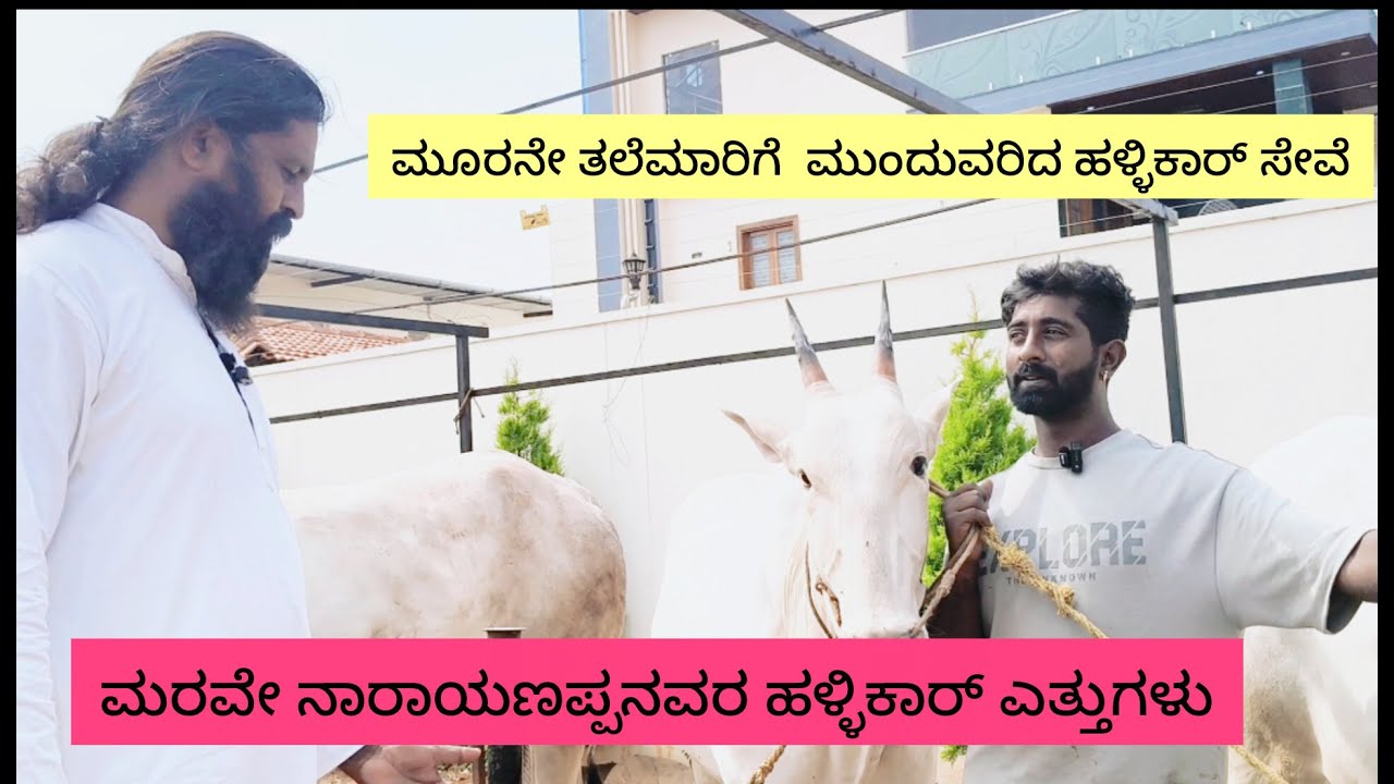 ಜಾತ್ರೆಯಿಂದ ಜಾತ್ರೆಗೆ ಕಡಿಮೆಯಾಗುತ್ತಿರುವ ಹಳ್ಳಿಕಾರ್ ಎತ್ತುಗಳು ಕಾರಣ ಗೊತ್ತೇ..?