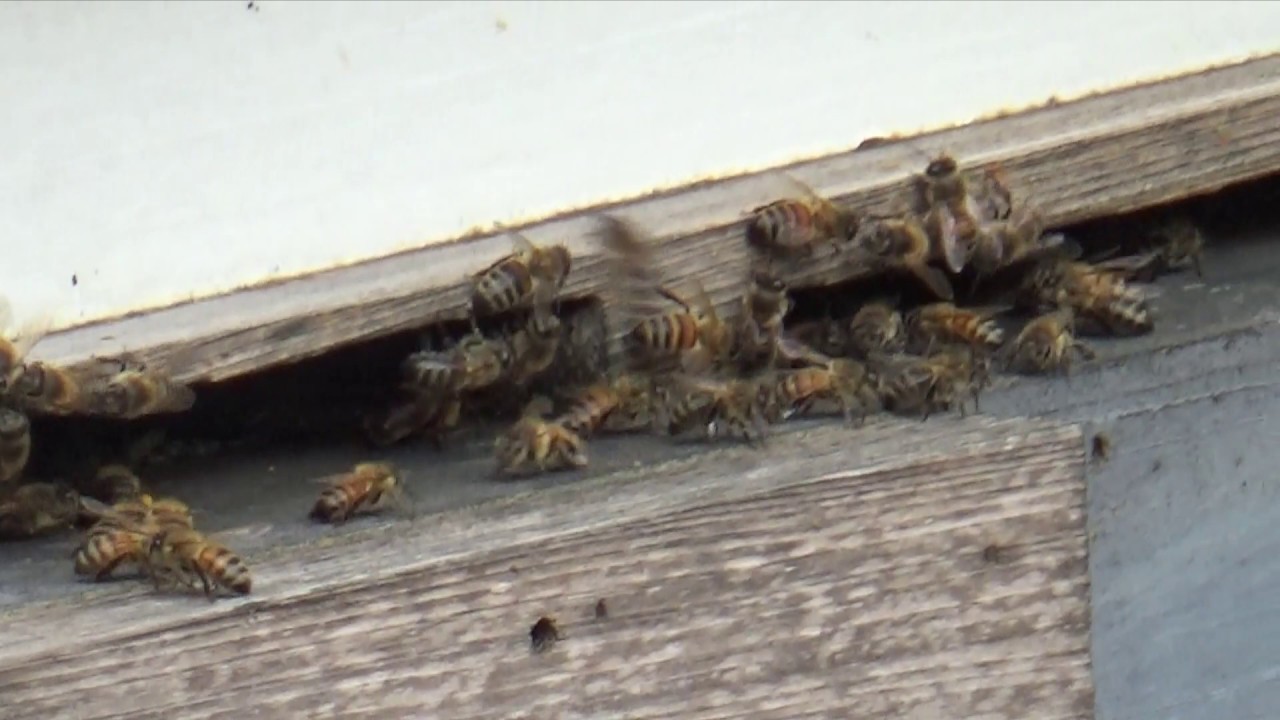 Simple pollen feeder for honey bees