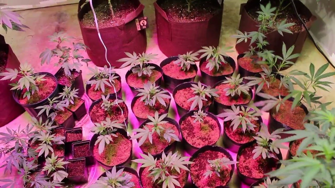 New LED setup - Cannabis Love