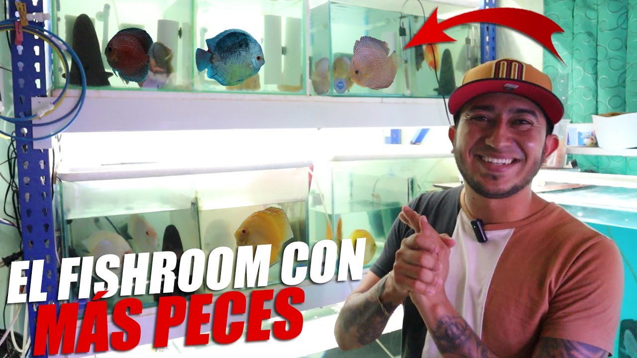 El FISHROOM De Matt | Más De 10 Acuarios 🤯