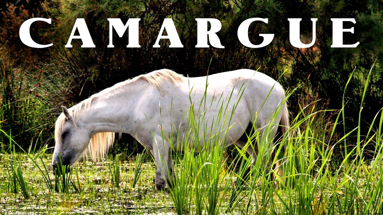 CAMARGUE