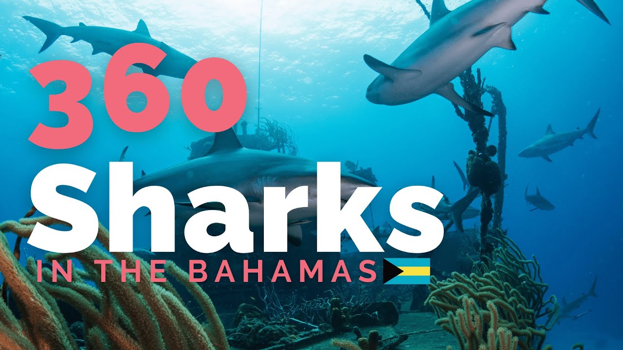 Sharks of The Bahamas 360 VR