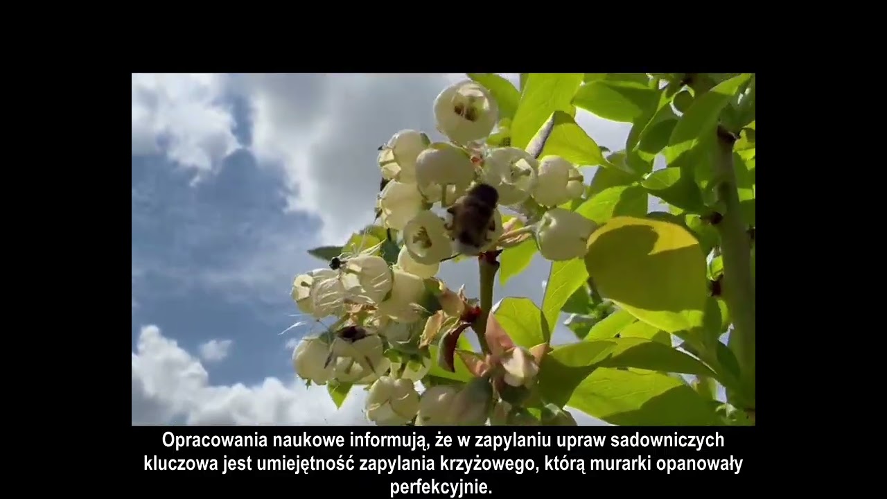 Murarka ogrodowa na borówce amerykańskiej - dlaczego warto? | Osmia Future - więcej niż zapylanie!