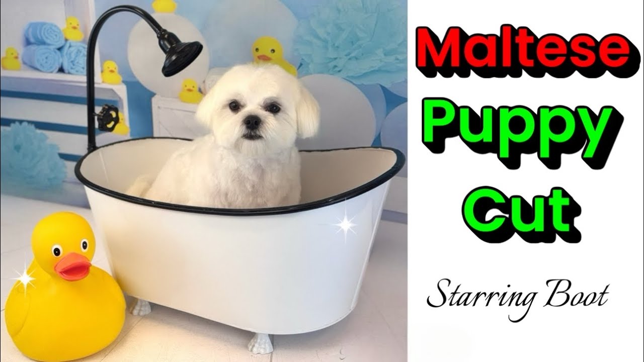 Behind the scenes at Grande Style Dog Grooming in Tampa Florida: Maltese puppy cut. 
