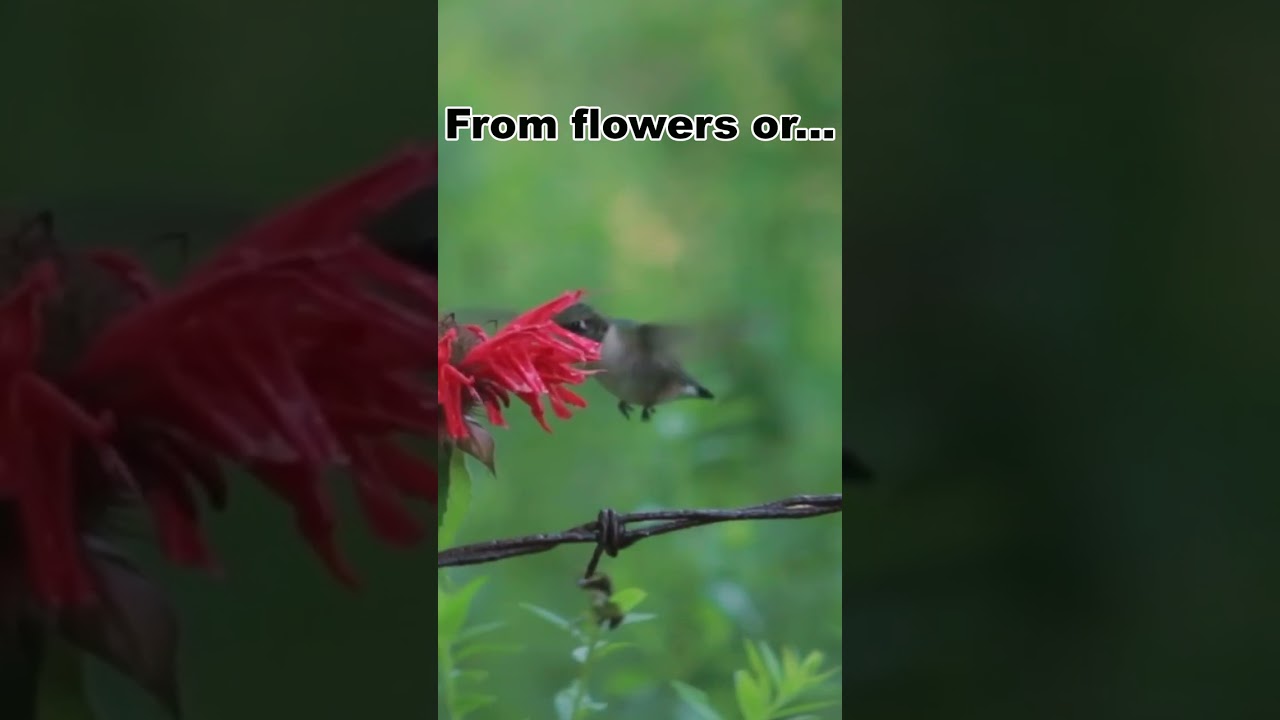 Hummingbirds Eat Nectar and WHAT!