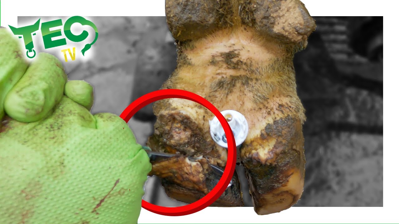 GUESS what's underneath this CHUNK OF HOOF