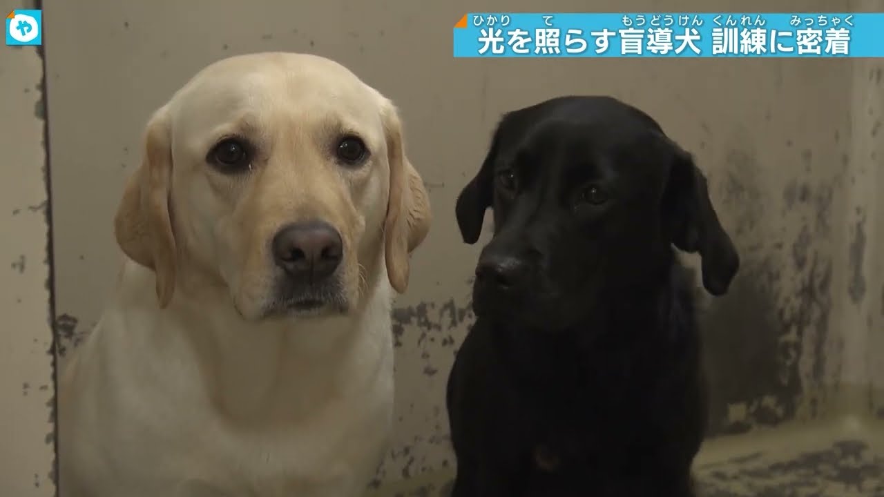 【盲導犬の訓練密着】育ての親との感動の再会！盲導犬の数が圧倒的に足りない理由に迫る。