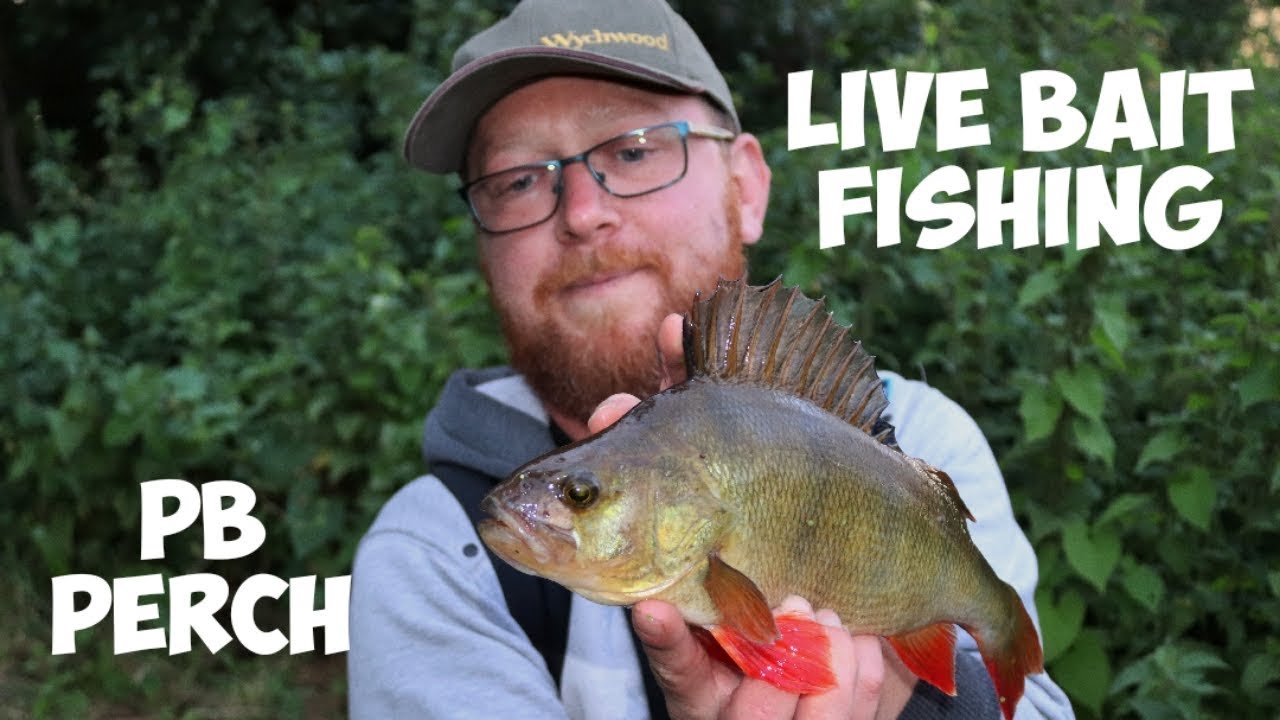 Live Bait Fishing For Perch