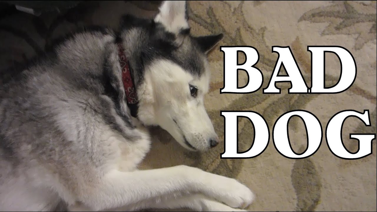 Bad Dog! Guilty Dog! Shiloh does it again! Siberian Husky