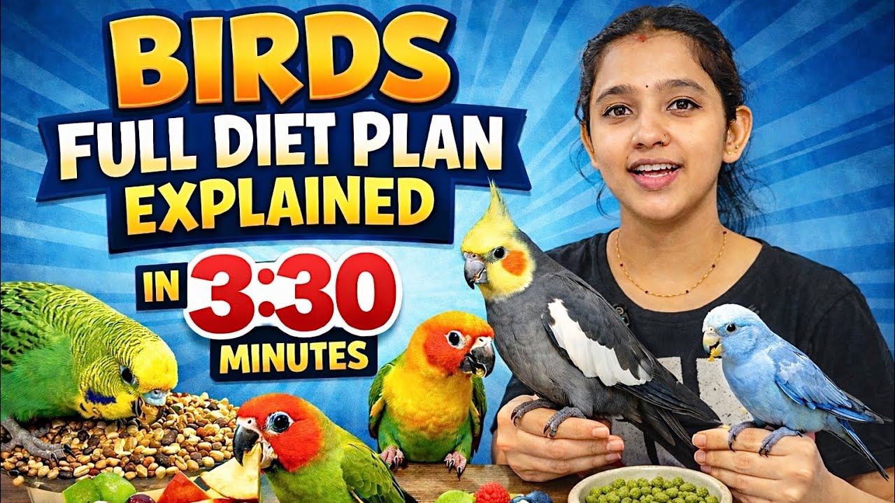 Stop feeding birds wrong food❌ Full Healthy Diet Plan for Birds🍛🌽🍎🥦 #birdDiet #birdcare #birdfood