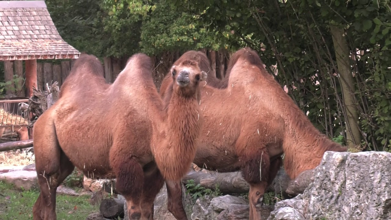 Animali nella Bibbia - CAMMELLO