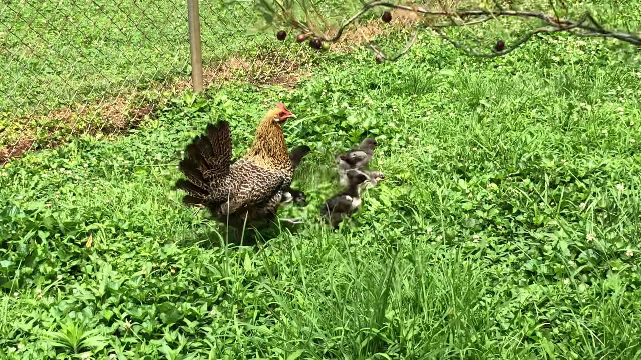 Golden Campine Hen and Chicks