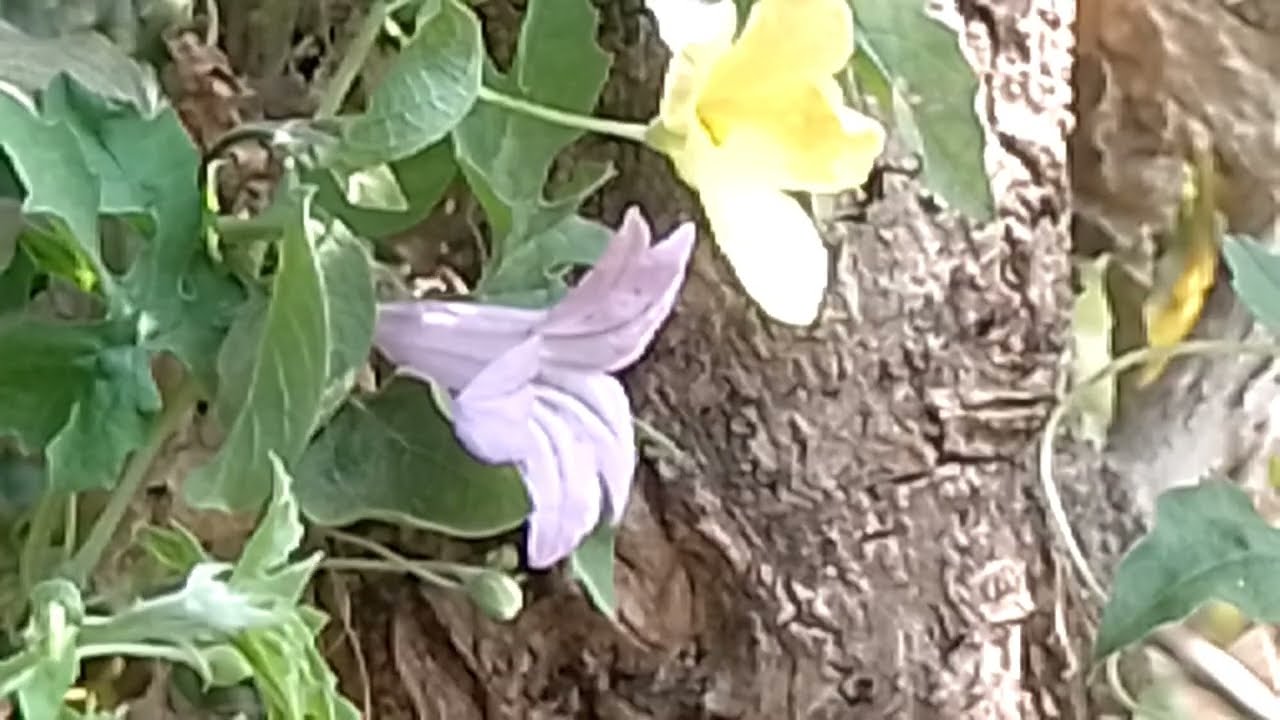 சிவாஅயலி இந்திராணி வீட்டை விட்டு வெளியே அனுப்பினார் உண்மையை நிரூபித்த அயலி