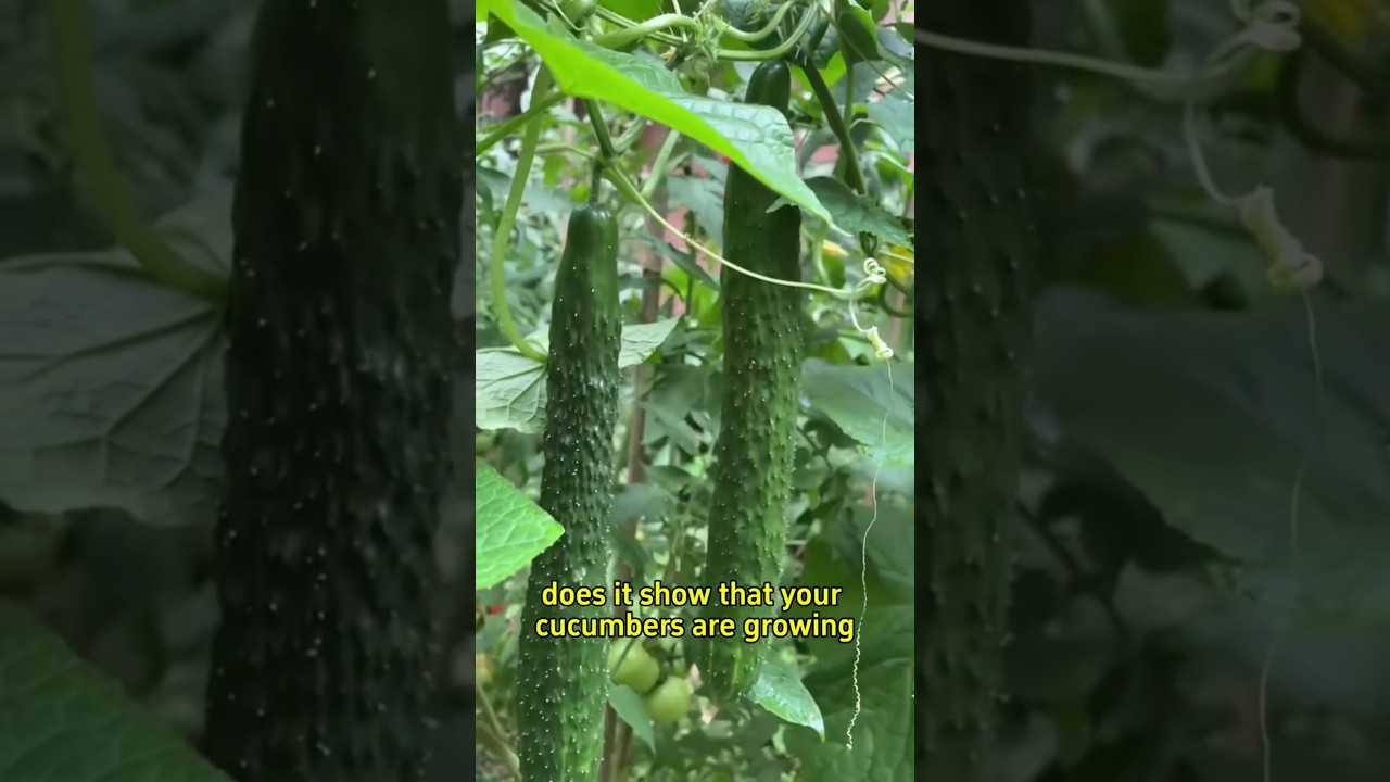 Cucumbers tendrils #greenthumbtips #greenchoices #homegardening #growyourownfood #greenthumbtips