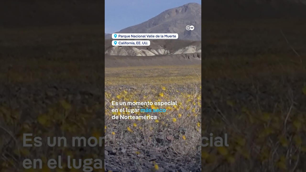 Cuando el desierto florece; Valle de la Muerte se transforma en mar de flores #shorts
