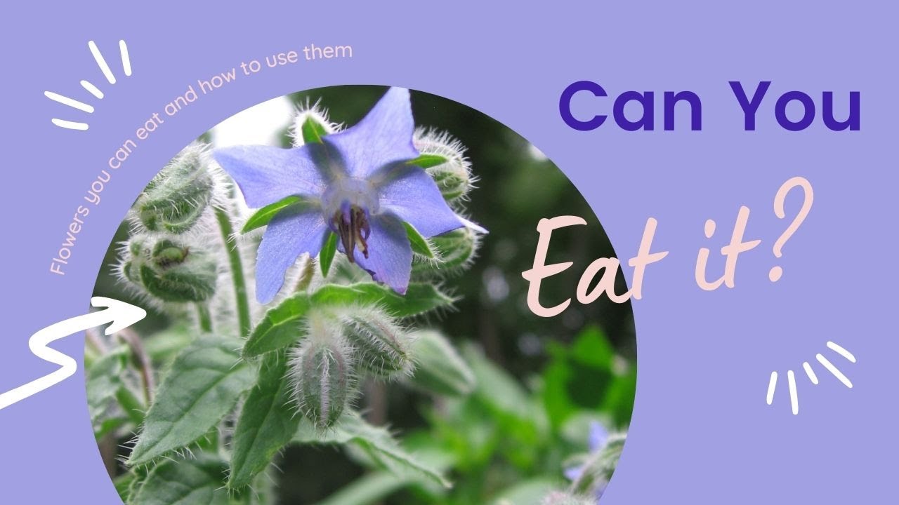 Edible Flowers: Flowers You Can Eat (and how to use them)