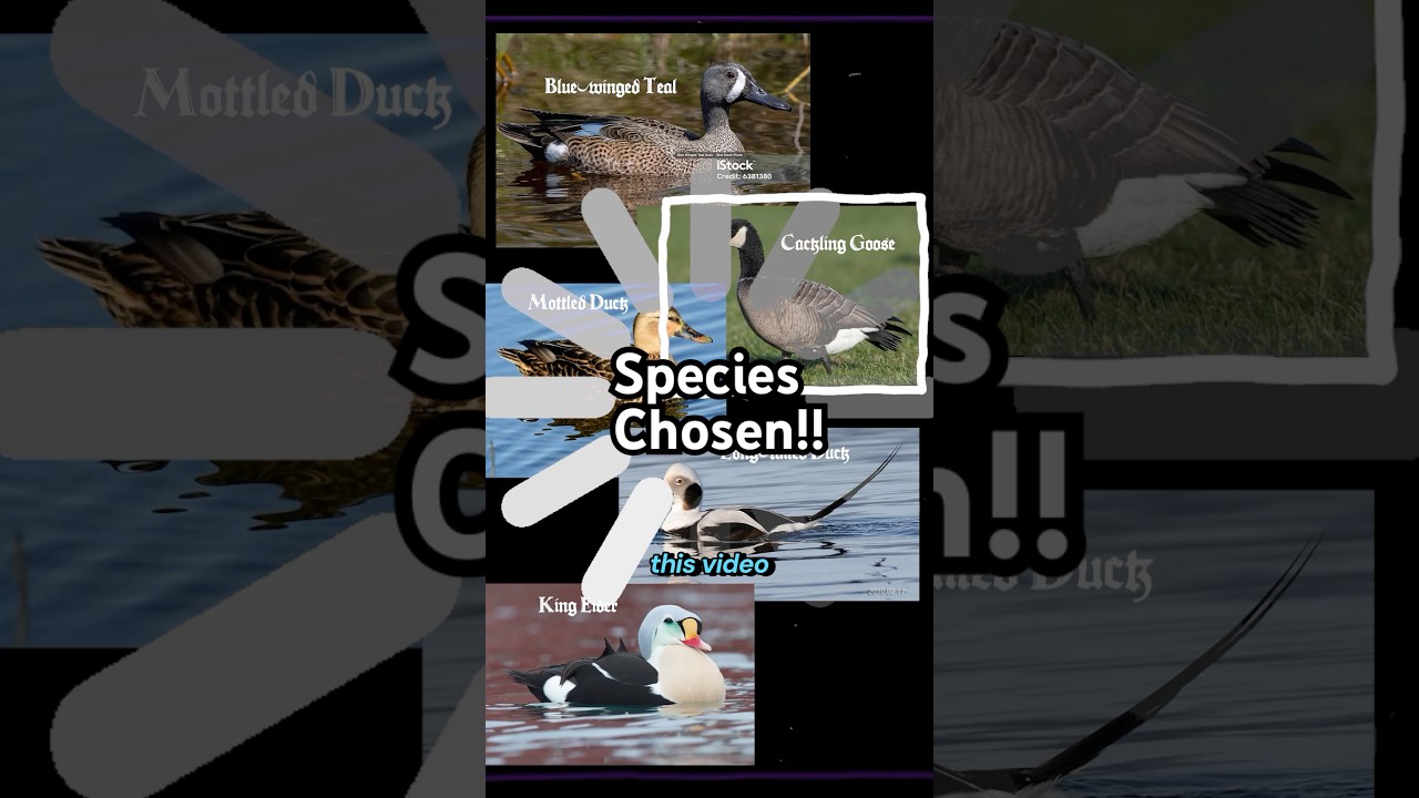 Who am I gonna paint!? &hellip; #duckstamp #artist #minnesota