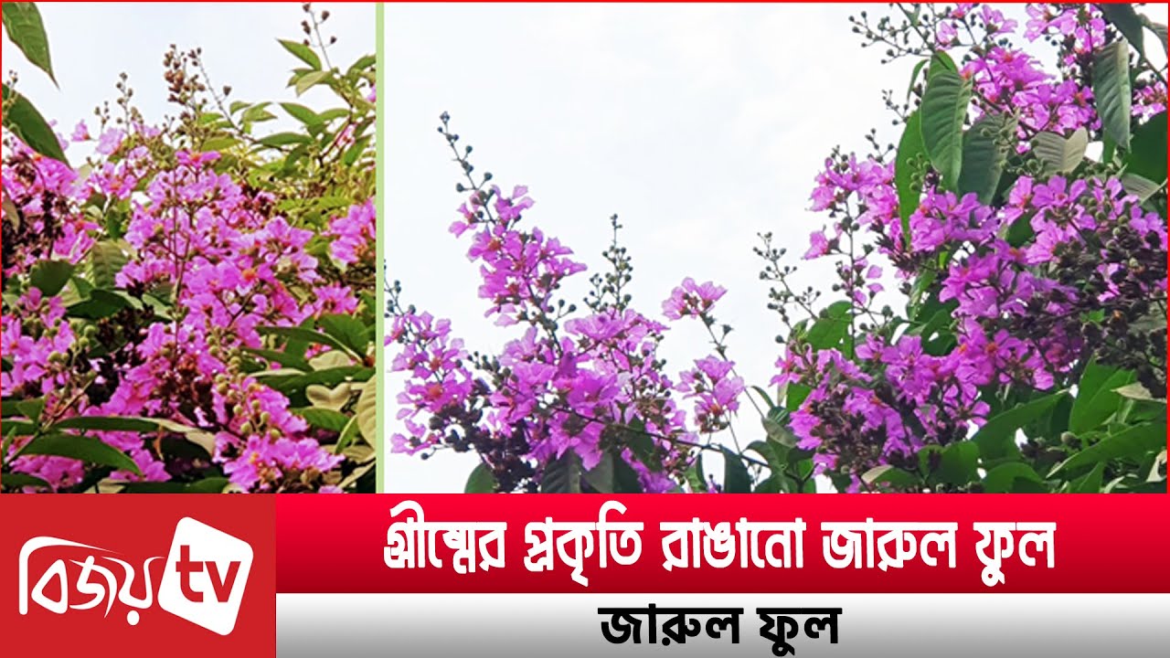 গ্রীষ্মের প্রকৃতি রাঙানো জারুল ফুল । Bijoy TV