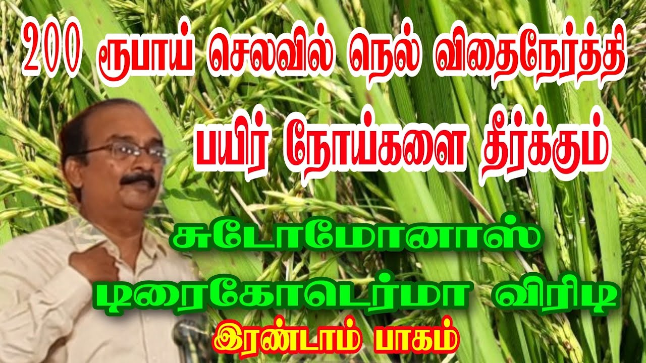 பயிர் நோய்களை தீர்க்கும் சூடோமோனாஸ் விதை நேர்த்தி