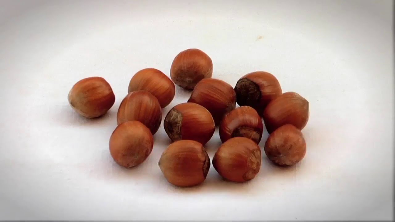 Corilu - Coltivazione e lavorazione Nocciola Tonda Gentile del Piemonte