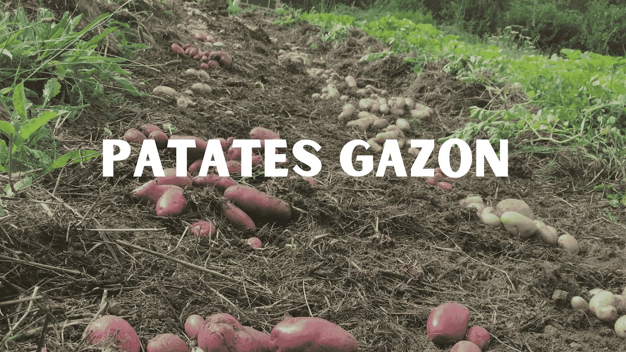 Culture de patates gazon ou patates sous paille