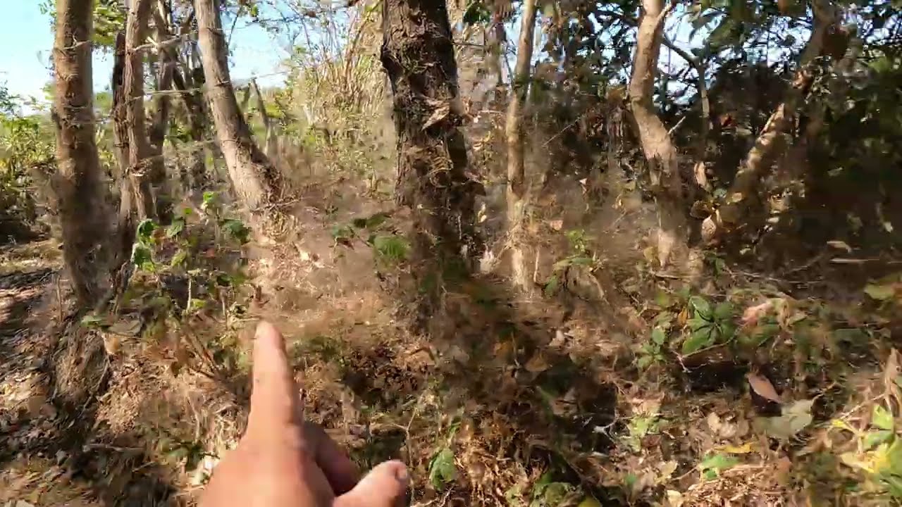 CON SEGURIDAD VAS A CORRER DEL SUSTO SI LLEGAS A PASAR CERCA DE ESTE ARBOL..