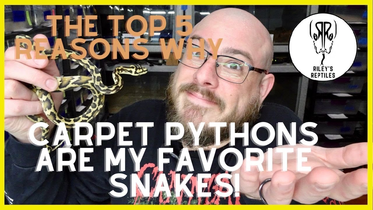 The Top 5 Reasons Why Carpet Pythons Are My Favorite Snakes! - no. 157