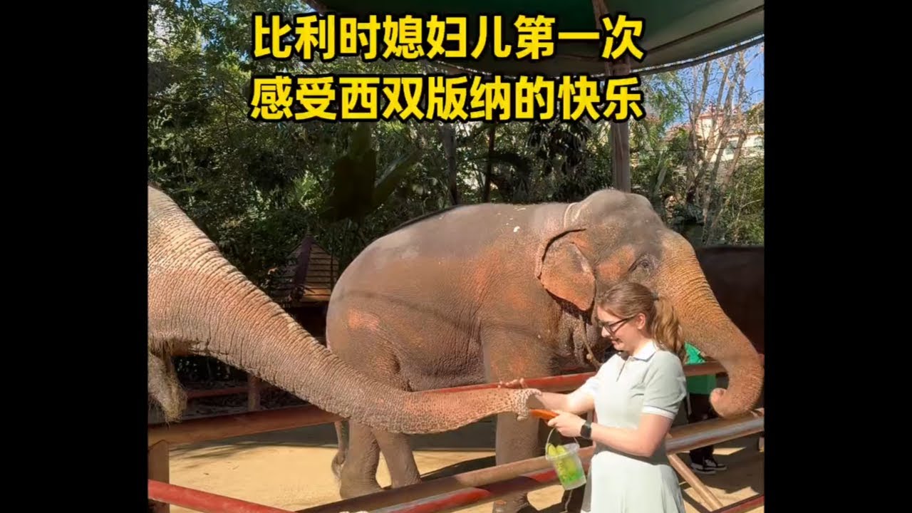 带比利时媳妇儿自驾云南，感受西双版纳的快乐 带比利时媳妇儿第一次自驾云南西双版纳，感受动物王国植物王国的快乐，喂大象摸犀牛，感受星光夜市。 #外国媳妇 #外国人在中国 #vlog日常 #自驾游 #云南