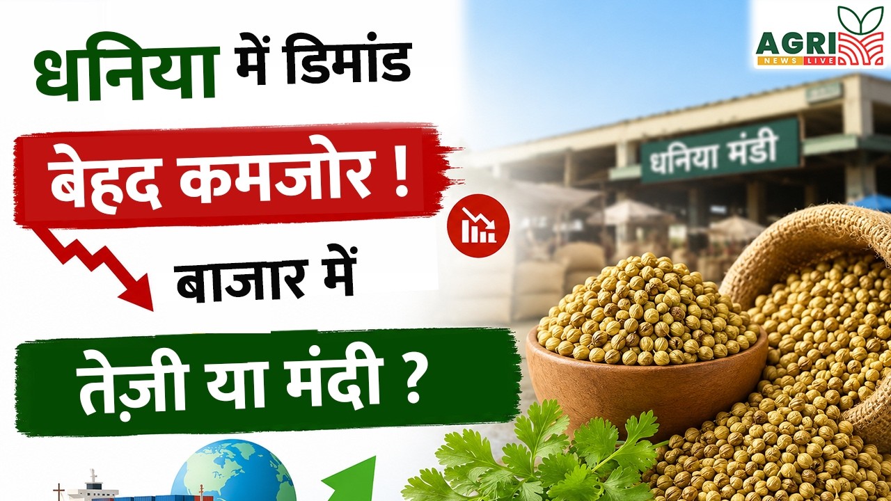 Extremely Weak Demand for Coriander! | Dhaniya Bhav Today |