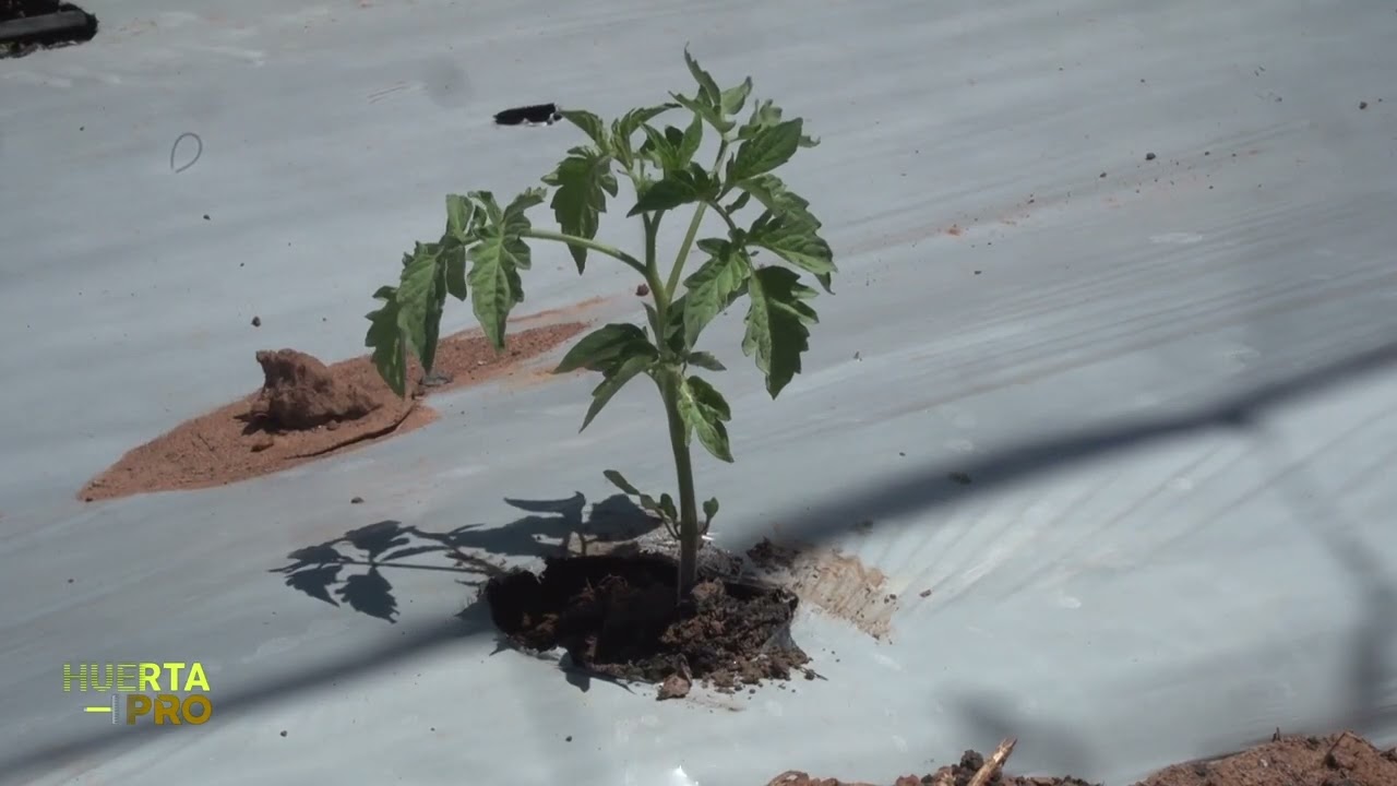 Huerta PRO - Arroyos y Esteros