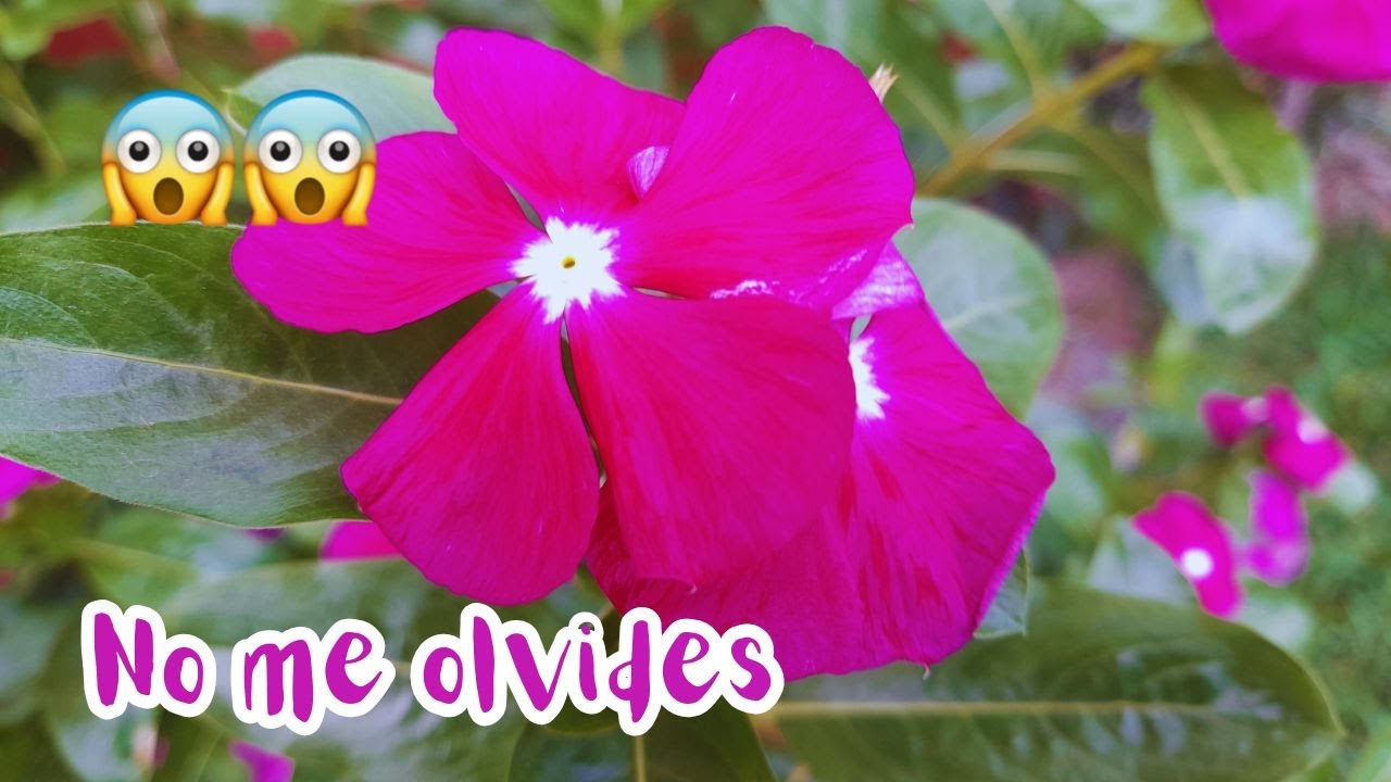 PLANTAS que dan vida 🌸 ¡DECORA TU JARDÍN! 🥰