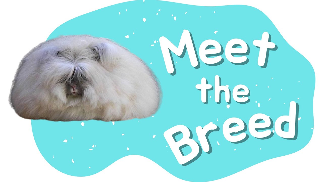 English Angora Rabbit | Meet the Breed - Episode 1